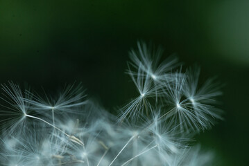 Dandelion abstract background. Shallow depth of field.