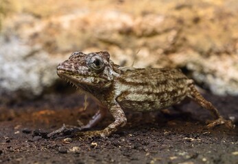 Anolis porcus