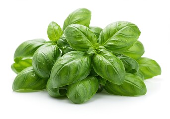 Fototapeta premium Fresh, vibrant basil leaves, glistening with water droplets, create a close-up image of culinary herbs.