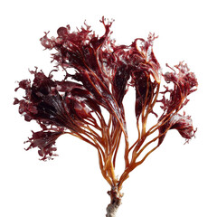 Obraz premium Close up shot of a bunch of wet red seaweed with a dark background and a visible stem area [Transparent Background PNG]