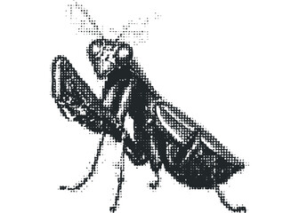 Praying mantis insect isolated on transparent background, Halftone dot effect