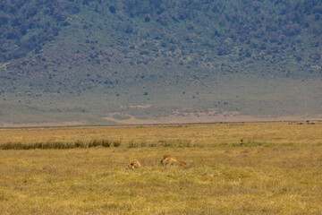 Fototapeta premium Lion in Africa savanna on dry grass at safari game drive. Wild nature in African national parks of Kenya and Tanzania. Mammals animals wildlife in African savanna bush Ngorongoro and Tarangire