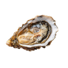 Fresh oyster [Transparent Background PNG].