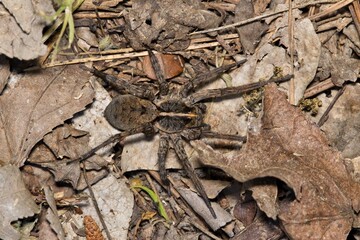 Wolf spider Tigrosa georgicola arachnid crawling on forest floor leaves nature.