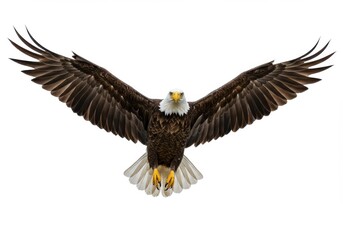 Naklejka premium Majestic bald eagle in mid-flight, wings outstretched against a plain white background.