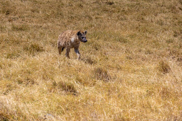 Hyena in Africa savanna on dry grass at safari game drive. Wild nature in African national parks of Kenya and Tanzania. Mammals animals wildlife in African savanna bush Ngorongoro and Tarangire