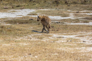 Hyena in Africa savanna on dry grass at safari game drive. Wild nature in African national parks of Kenya and Tanzania. Mammals animals wildlife in African savanna bush Ngorongoro and Tarangire