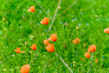 春の野原に咲くオレンジ色のポピーの花