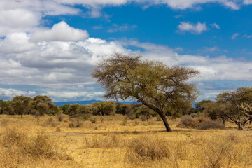Fototapeta premium Giraffe in Africa savanna on dry grass at safari game drive. Wild nature in African national parks of Kenya and Tanzania. Mammals animals wildlife in African savanna bush Ngorongoro and Tarangire