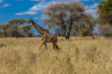 Giraffe  in Africa savanna on dry grass at safari game drive. Wild nature in African national parks of Kenya and Tanzania. Mammals animals wildlife in African savanna bush Ngorongoro and Tarangire