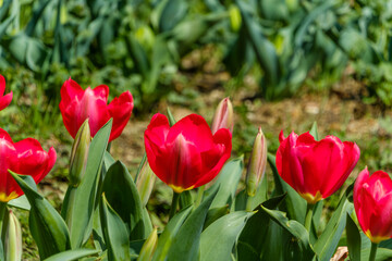 春に咲く赤いチューリップの花畑