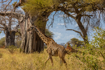 Giraffe  in Africa savanna on dry grass at safari game drive. Wild nature in African national parks of Kenya and Tanzania. Mammals animals wildlife in African savanna bush Ngorongoro and Tarangire