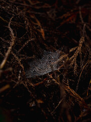 spider web in the forest after rain