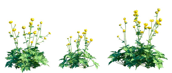 Set of Trollius europaeus (or common globeflower) frontal isolated png on a transparent background perfectly cutout high resolution