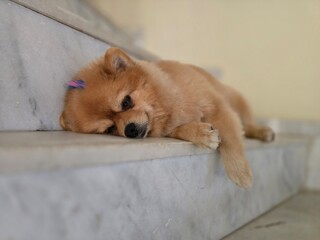 A small, shaggy, red-haired dog. A small Pomeranian.