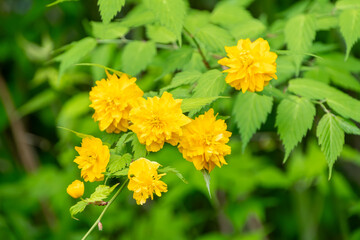 ヤマブキの鮮やかな黄色い花