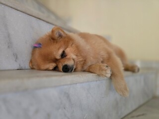 A small, shaggy, red-haired dog. A small Pomeranian.