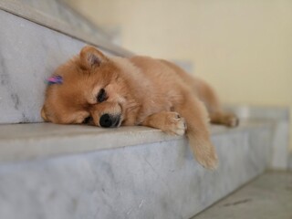 A small, shaggy, red-haired dog. A small Pomeranian.