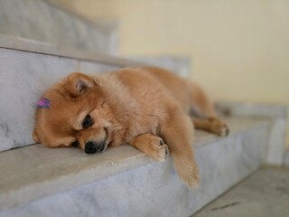 A small, shaggy, red-haired dog. A small Pomeranian.