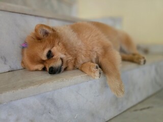 A small, shaggy, red-haired dog. A small Pomeranian.