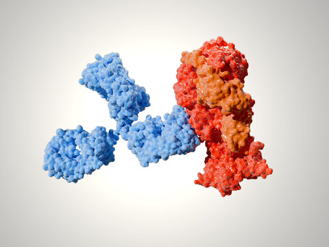 Neutralizing monoclonal antibody in complex with Herpex Simplex virus 1 (HSV 1) glycoprotein B trimer