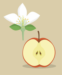 Educational vector showing anatomy of apple flower and half fruit with seeds, useful for biology learning about plant reproduction, fruit development, and botany.