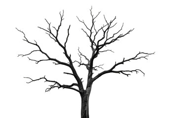 Detailed bare tree branches silhouette against dark sky nature silhouette art