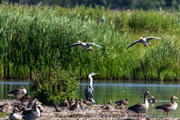 Graureiher steht zwischen verschiedenen G&auml;nse