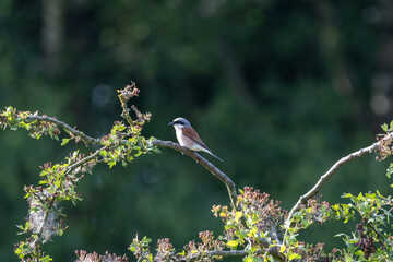 Neunt&ouml;ter M&auml;nnchen auf einen Zweig