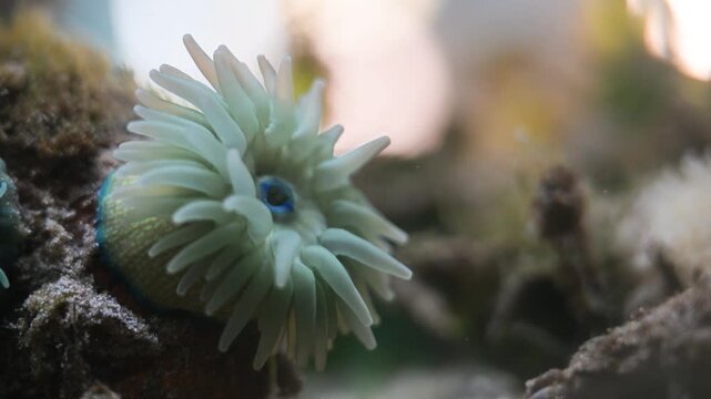 Anemone, North sea,  Anemone resting on a stone, Texel, Ecomare, Texel Island, Holland,  Frisian Island, Netherland,
