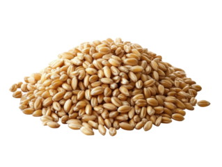 Pile of wheat grains isolated on transparent background.