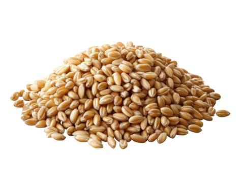 Pile of wheat grains isolated on transparent background.