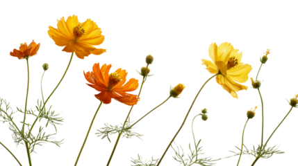 Radiant Cosmos Blooms on an Isolated Transparent Canvas, Showcasing Delicate Details and Vibrant