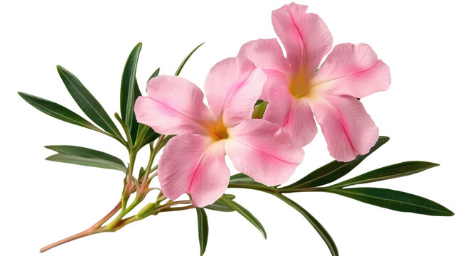 Pink oleander flower isolated on transparent background.