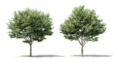 Obraz premium Isolated pair of mature trees displaying vibrant green foliage against a neutral area