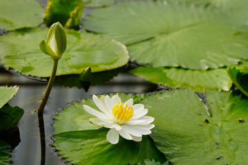 white water lily, white lotus in the pond