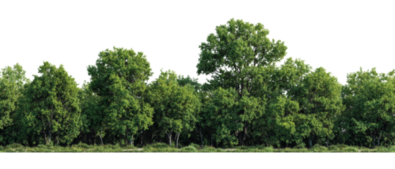Dense deciduous forest edge with vibrant green foliage isolated on transparent area, summer