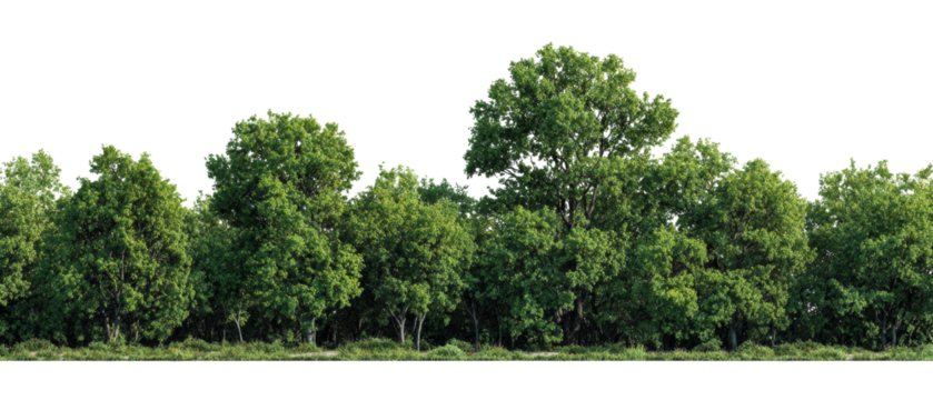 Dense deciduous forest edge with vibrant green foliage isolated on transparent area, summer