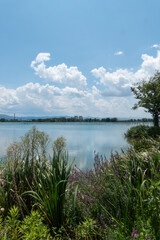 夏の小さな湖　滋賀県草津市平湖