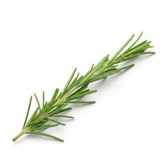 Fototapeta premium Fresh rosemary sprig with needle-like leaves isolated on for culinary and aromatherapy transparent background