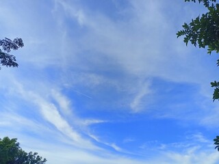 Blue Sky with White Clouds and Tree Branches