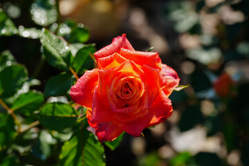 orange rose in garden with green background