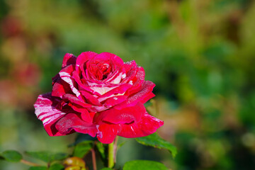 red rose in garden with green background