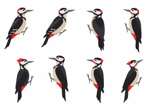 Vector illustration set of eight minimalist Great Spotted Woodpeckers, showcasing various natural postures. Isolated bird icons with black, white, and red plumage for nature and wildlife designs.