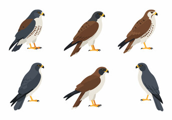 Flat Design Vector Illustration Set of Various Hawks and Falcons