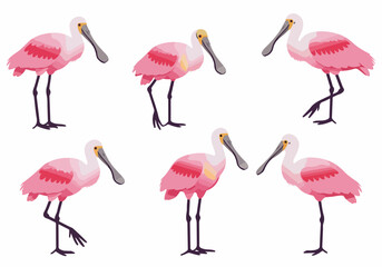Obraz premium Collection of cartoon Roseate Spoonbills in various poses, featuring their distinctive pink plumage and spoon-shaped bills, isolated on a white background.