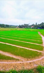 green rice field with a fence
