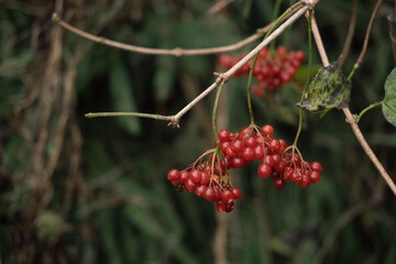 Autumn Natural Background. Red berries, brown stems. Pastel neutral colors. Fall idyllic landscape. Abstract trendy earth tones. Ochre colored aesthetic backdrop. Minimal style. Unity with nature