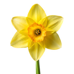 Fototapeta premium Single yellow daffodil bloom isolated on transparent background