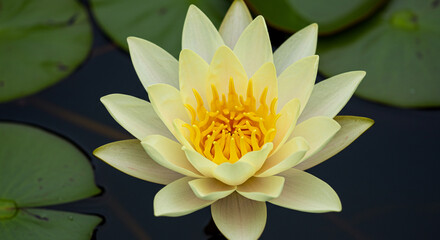 Close up of a yellow water lily blooming on dark water surface